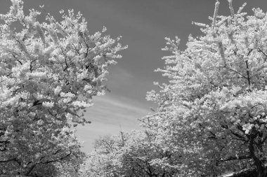 Bahar doğası. Sakura ağacı çiçeği. Ağaçtaki güzel, pembe bir çiçek. Pembe çiçekler açar. Baharda çiçek açan Sakura ağacı. Güzel bir bahar sezonu. Sakura ağacı çiçek açtı..