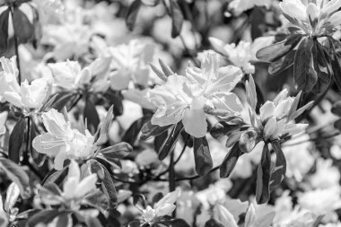 Çiçek açan doğa yakın plan. Beyaz çiçekli açelya bitkisi. Egzotik çiçek. Doğal çiçek bitkisi. Flora Doğa. Parlak açelya çiçeği doğada. Azalea çiçeği. Tropikal çiçekler.