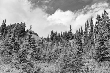 Dağ ormanlarının doğası. Dağdaki yeşil orman manzarası. Karışık ormanın doğası. Manzaranın doğası. Ormanın manzaralı manzarası. Ormanlı tepe manzarası.