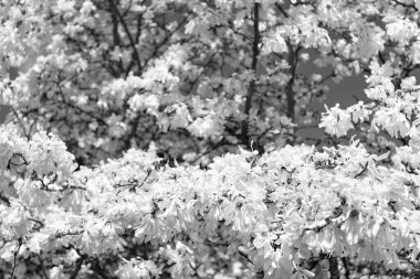 Güzel bir bahar sezonu. Magnolia ağacı çiçek açar. Ağaçtaki güzel pembe bahar manolyası çiçeği. Manolya ağacı baharda çiçek açar. Bahar doğası. Çiçekli manolya ağacı.