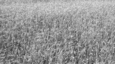 Buğday ya da arpa tarlası. Çavdar ekili ekin hasadı..