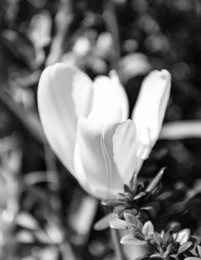 Çiçek tarhında beyaz bahar lale çiçeği. İlkbaharda lale çiçeği açar. Bahar doğası. Çiçekli lale. Bahar mevsimi çiçek açar. Çiçek açan doğa. Lale çiçeği.