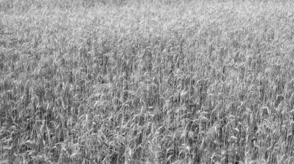 Buğday ya da arpa tarlası. Çavdar ekili ekin hasadı..