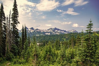 Dağ manzarası. Dağlı orman doğası. Dağ kırsalında doğa. Dağ manzaralı bir yer. Manzara kozalaklı orman. Çam ağacı ve ormanlı dağ manzarası.