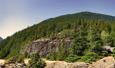 Yaz doğasında orman. Orman çevresi. Yeşil doğa. Dağ tepesinde yetişen kozalaklı ağaç. Doğa manzarası. Yazın ormanın manzarası. Sonsuz yeşil doğa. Orman kayalıkları.