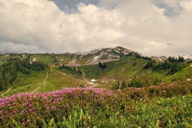 Dağ keneviri çiçeği. Pembe dağ keneviri çiçeği. Doğada dağ keneviri çiçeğinin kır çiçeği olan bir çayır. Yaz doğası. Çiçek açan bitki. Felsefe çiçeği vurgu vurgusu..