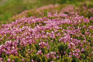 Doğada dağ keneviri çiçeğinin kır çiçeği olan bir çayır. Yaz doğası. Çiçek açan bitki. Felsefe çiçeği, manzara falan. Dağ keneviri çiçeği. Pembe dağ keneviri çiçeği..