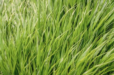 Yeşil çimenler. Yeşil çimenli doğa. Çimenli çimenli yaz çayırı. Yeşil doğa geçmişi. Otlak arazisi çayırı. Çimen arka planı. doğa ortamı.