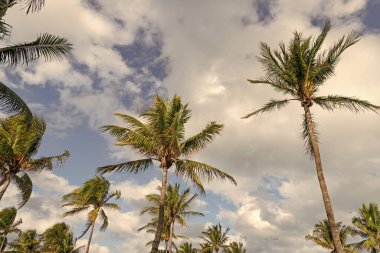 Kaliforniya palmiyesi. Miami 'de tropik bir sahil. Palmiye ağacıyla tropik bir açık hava sahnesi. Tropik yaz tatili. Egzotik doğa. Palmiye ağacı. Miami güney sahilinde yaz tatili. Sallanan palmiye ağacı.