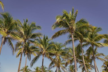 Tropik yaz tatili. Egzotik doğa. Palmiye ağacı. Miami güney sahilinde yaz tatili. Kaliforniya palmiyesi. Miami 'de tropik bir sahil. Palmiye ağacıyla tropik bir açık hava sahnesi. Yükselen palmiye örtüsü.