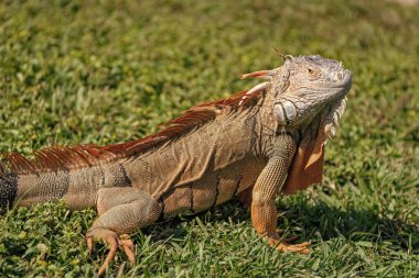 Egzotik iguana sürüngeni. Egzotik sürüngen hayvanı. Vahşi yaşam hayvanı. Doğadaki sürüngen hayvan. Vahşi yaşam hayvanat bahçesi ormanı. Tropikal ormanda iguana kertenkelesi. Madagaskar iguana otçul kertenkelesi. Yağmur ormanı iguanası.