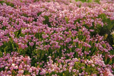 Pembe dağ keneviri çiçeği. Doğada dağ keneviri çiçeğinin kır çiçeği olan bir çayır. Yaz doğası. Çiçek açan bitki. Doğada çiçek. Çiçek açan fundalık..