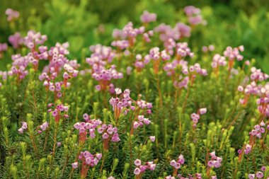 Pembe dağ keneviri çiçeği. Doğada dağ keneviri çiçeğinin kır çiçeği olan bir çayır. Yaz doğası. Çiçek açan bitki. Doğada çiçek. Çiçek açan fundalık..
