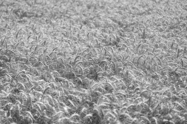 Yazın hasat zamanı. Olgun buğday hasadıyla tarım tarlası. Kır çiftçiliği. Arpa taneciği ve dikenli diken. Buğday kulağı geçmişi. Olgun arpa tarlası. Arpa hasadı.