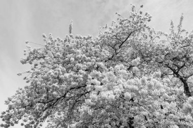 Sakura ağacı çiçeği. Bahar doğası. Sakura ağacı çiçeği. Ağaçtaki güzel, pembe bir çiçek. Baharda çiçek açan Sakura ağacı. Güzel bir bahar sezonu. Kiraz çiçeği manzarası.