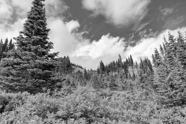 Dağdaki yeşil orman manzarası. Karışık ormanın doğası. Manzaranın doğası. Ormanın manzaralı manzarası. Ormanlı tepe manzarası. Dağ ormanlarının doğası. Resimli görünüm.