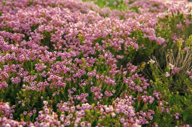 Dağ keneviri çiçeği. Pembe dağ keneviri çiçeği. Doğada dağ keneviri çiçeğinin kır çiçeği olan bir çayır. Yaz doğası. Çiçek açan bitki. Felsefe çiçeği vurgu vurgusu..