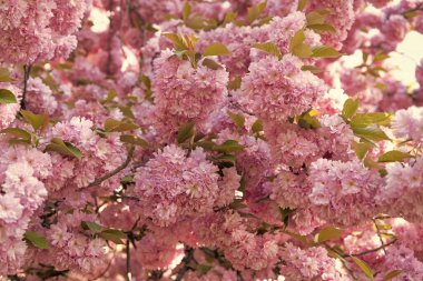 Çiçek açan bahar ağacında pembe Japon kiraz çiçeği. pembe çiçek.