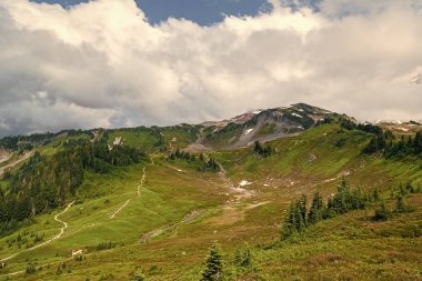 Kozalaklı orman ve yeşil yamaçlarla vahşi dağda nefes kesici bir yaz günü. Çayırlı dağ manzarası. Bulutlu gökyüzü ile dağlık bir manzara. Manzaralı yeşil tepe.