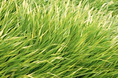 Yeşil çimenler. Yeşil çimenli doğa. Çimenli çimenli yaz çayırı. Yeşil doğa geçmişi. Otlak arazisi çayırı. Çimen arka planı. doğa ortamı.