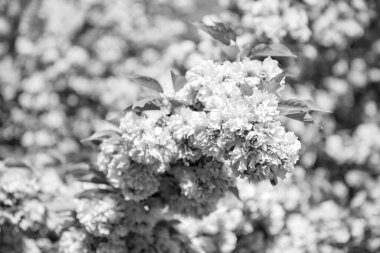 Güzel bahar sakura çiçeği. bahar sakura çiçeği. Bahar sakurası dalda çiçek açıyor. Sakura baharı fotoğrafı..
