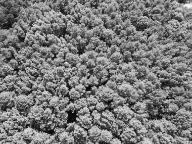 Yaz havası manzaralı yeşil orman. Yağmur ormanlarının ekosistemi ve sağlıklı bir çevre. Orman doğası geçmişi. Yeşillik ormanda büyüyen ağaç. Doğa manzarası. Baharda ormanın manzarası. Orman.