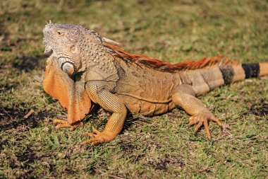 Egzotik sürüngen hayvanı. Vahşi yaşam hayvanı. Tropikal yağmur ormanlarındaki sürüngen hayvan. Vahşi yaşam hayvanat bahçesi ormanı. Ormanda iguana kertenkelesi. Amerikan iguana otçul kertenkelesi. Egzotik iguana sürüngeni. İguana türleri.