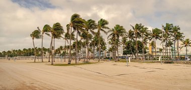 Tropik yaz tatili. Egzotik doğa. Palmiye ağacı. Miami güney sahilinde yaz tatili. Kaliforniya palmiyesi. Miami 'de tropik bir sahil. Palmiye ağacıyla tropik bir açık hava sahnesi. Yükselen palmiye örtüsü.