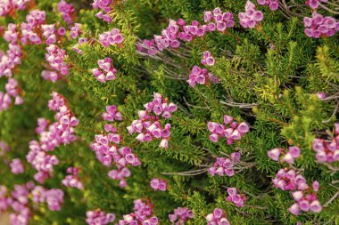 Çiçek açan bitki. Doğanın çiçekleri arka planda. Dağ keneviri çiçeği. Pembe dağ keneviri çiçeği. Doğada dağ keneviri çiçeğinin kır çiçeği olan bir çayır. Yaz doğası.