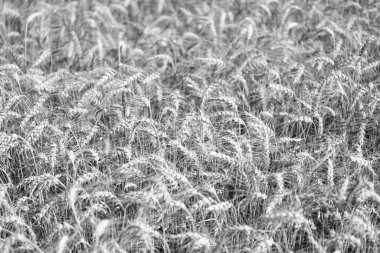 Arpa kulaklı çivi. Tarla ekimi tarlası. Kırsal kesimde buğday uçuşuyordu. Tarım arazisi. Kırsal alanda mahsul. Yetiştirme işi. Olgun buğday hasadı. Tarım ve tarım. Hasat kalitesi.