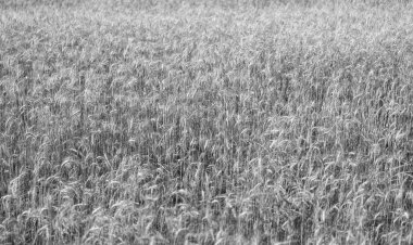 Tahıl hasadı. Altın çivi. Buğday tarlası. Altın buğday tarlası. Altın buğday arka planda kulaklar. Tarımsal tarla manzarası, buğday manzarası, güzel bir yaz manzarası. Ekin tarlası. Organik ürünler.