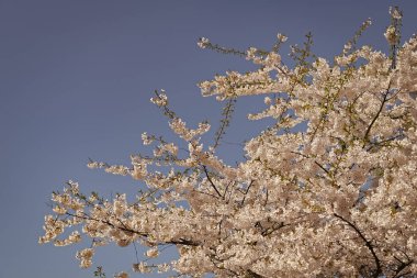 Çiçekli Sakura ağacı. Çiçek açan Sakura. Sakura çiçeği ve çiçek. Güzel bir bahar sezonu. Mavi gökyüzüne karşı pembe Sakura çiçeği. Bahar doğası. Kiraz ağacı bahçesi.