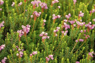 Doğada dağ keneviri çiçeğinin kır çiçeği olan bir çayır. Yaz doğası. Çiçek açan bitki. Çiçek açan arka plan. Dağ keneviri çiçeği. Pembe dağ keneviri çiçeği..