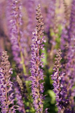Lavanta tarlası. Yazın lavanta çiçeği. France Provence sahasında. Mor lavanta doğada çiçek açar. Doğanın bileşimi. Çiçek açan yaz çiçekleri. Çiçek tarlası. Yaz doğası.