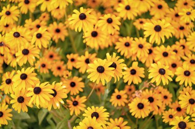 Daisy çiçeği. Bahçede çiçek açan papatya. Açık hava çiçekleri. Sarı papatya çiçeği. Doğal çiçek bitkisi. Flora Doğa. Sarı çiçek arka planı. Çiçekli sarı arka plan.