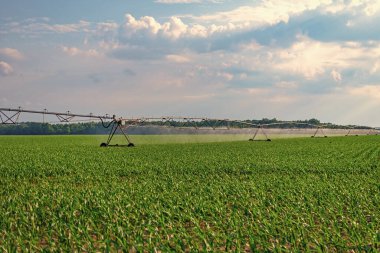 Tarım arazisindeki pivot sulama sistemi. Çiftçilik ve tarım. Ekin tarlası sulama. Tarım sulama sistemi ekin tarlalarını suluyor. Hidrofonik sebze çiftliği. Organik tarım.