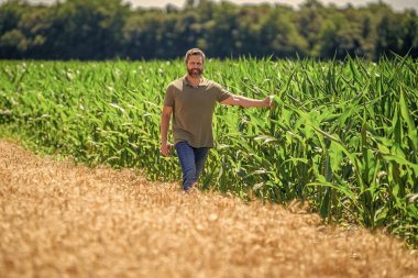 Mısır tarlasında çiftçi. Hasat mahsulü. Mısır tarlası çiftçisi. Tarımsal mısır tarlası hasat mevsimi. Kır çiftçiliği. Ekin tarlasında hasat yapan adam. Sahadaki hasatçıyı. Arazi ve tarım.