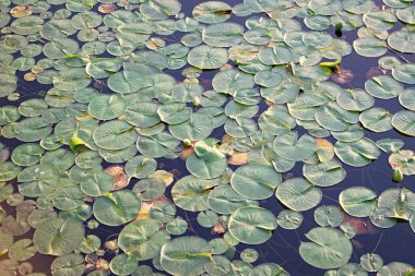 Göletteki nilüferlerin arka planı. Su zambağı gölet suyunda yapraklanır. Lily 'nin geçmişi. Zambak yaprağının doğal arkaplanı.