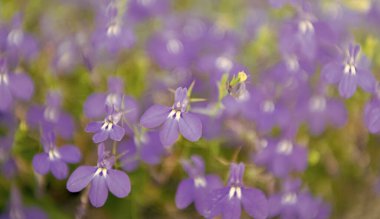 Makroda çiçek açan lobelia, seçici odaklanma. Açık hava çiçekleri. Mavi lobelia çiçeği. Doğal çiçek bitkisi. Çiçek açan arka plan. Çiçek lobelia mavi arka plan. Lobelia çiçeği.