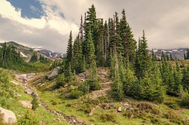 Çayırlı dağ manzarası. Bulutlu gökyüzü ile dağlık bir manzara. Yeşil Tepe Dağı manzaralı. Kozalaklı orman ve yeşil yamaçlı vahşi dağda yaz günü. Resimli manzara..