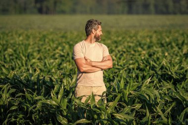 Olgun İspanyol tarım çiftçisi gün batımında mısır tarlası hasadını inceliyor..