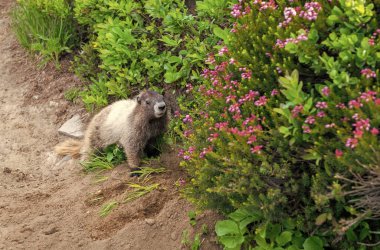 Köstebek yerde. Kemirgen hayvan dağ sıçanı. Kemirgen dağ sıçanı hayvanı. Vahşi yaşam doğası. Marmot capybara. Dağ sıçanı vahşi dağ sıçanı. Dağ kemirgeni. Capybara dışarıda. Doğadaki vahşi hayvan..