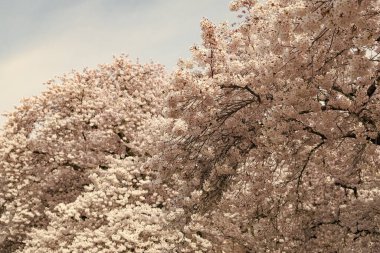 Japon bahar sakura sezonu. Bahar sakura sezonu başladı. Baharda Sakura mevsiminin fotoğrafı. Çiçekli sakura mevsimi.