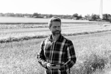 Modern tarımın teknolojisi. Tarlada tabletle çalışan çiftçi. Tablet çekli İspanyol çiftçi. Ekin hasadı. Tarlada tableti olan çiftçi tarımcı adam. Büyümenin izlenmesi.