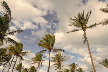 Egzotik doğa. Palmiye ağacı. Miami güney sahilinde yaz tatili. Kaliforniya palmiyesi. Miami 'de tropik bir sahil. Palmiye ağacıyla tropik bir açık hava sahnesi. Tropik yaz tatili. Gölgeli palmiye vahası.