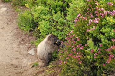 Kemirgen hayvan dağ sıçanı. Kemirgen dağ sıçanı hayvanı. Vahşi yaşam doğası. Marmot capybara. Dağ sıçanı vahşi dağ sıçanı. Dağ kemirgeni. Capybara açık havada. Vahşi bir hayvan. Köstebek yerde. Yumuşak dağ sıçanı..