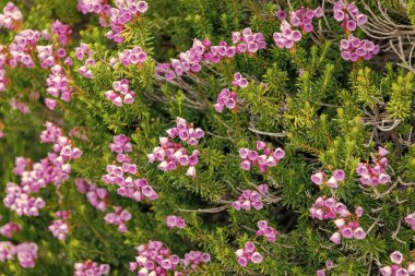 Yaz doğası. Çiçek açan bitki. Bahçede pembe renkli çiçek. Dağ keneviri çiçeği. Pembe dağ keneviri çiçeği. Doğada dağ keneviri çiçeğinin kır çiçeği olan çayır..