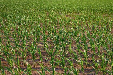 Kırsal kesimlerde tarım ve tarım alanlarında yeşil mısır hasadı..
