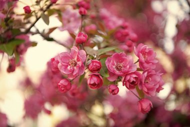 Bahar Sakura çiçeğinin makro fotoğrafı. bahar sakurası çiçek açar. Bahar Sakura dala çiçek açar. Sakura baharı fotoğrafı..