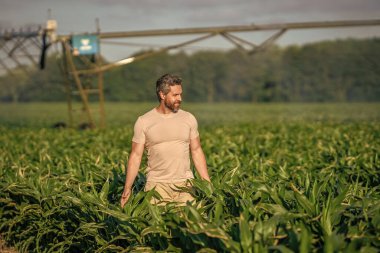 Sulama sistemi tarımsal alanındaki adam. Kırsal kesimde bir çiftçi. Hasat tarlası sulanıyor. Damlatma sulama. Adam sahada yürüyor. Ekin sulama. Tarım ve tarım. Mısır tarlası kontrol ediliyor.